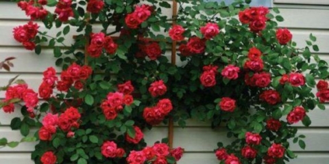 Najbolje ruže penjačice za moskovsku regiju: zimsko otporne, najnepretenciozne